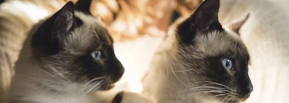 Natura Diet celebra el Día Internacional del Gato con un casting para encontrar protagonista de su nueva campaña